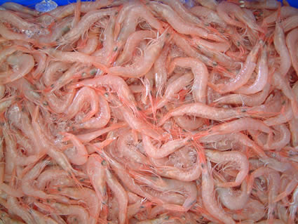 GAMBAS 01.jpg